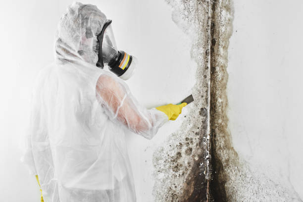 Mold Removal Process in Radium Springs, NM