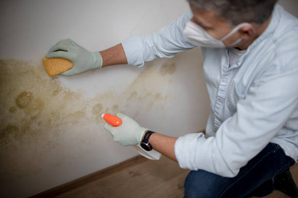 Best Residential Mold Removal  in Radium Springs, NM